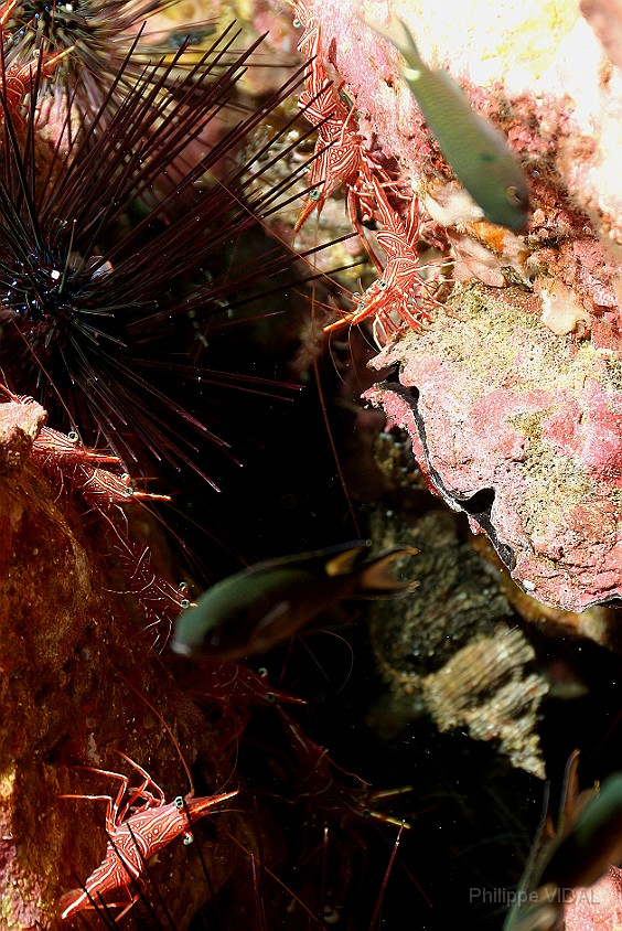 Thailand 2015 - Ko Tao - Crevettes danseuses de Durban - Rhynchocinetes durbanensis _IMG_3613_rc.jpg